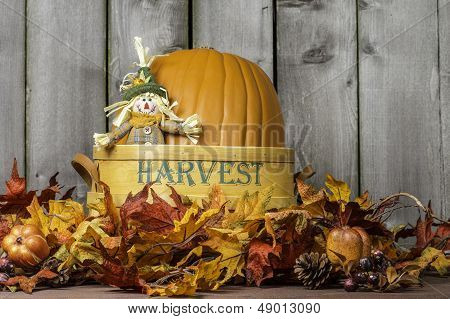 Pumpkin Harvest 2