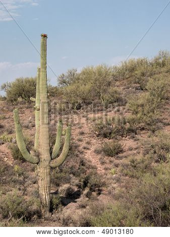 Desert Landscape with Saguaro Cactus