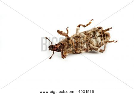 Wołek
