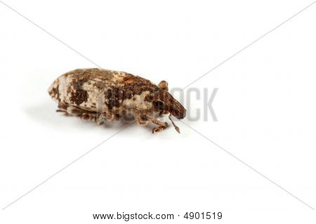 Weevil