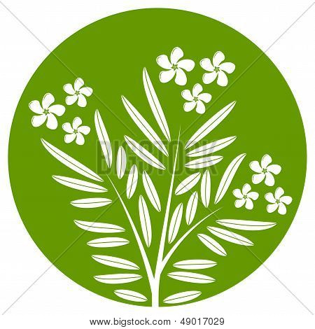 Oleander