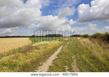 Scenic Bridleway