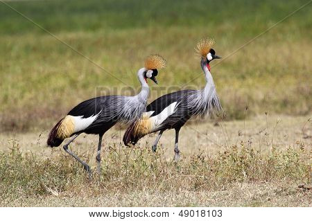 Couple Of Grey Crowned Cranes