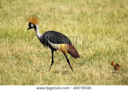 Grey Crowned Crane With Chick