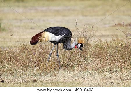 Grey Crowned Crane