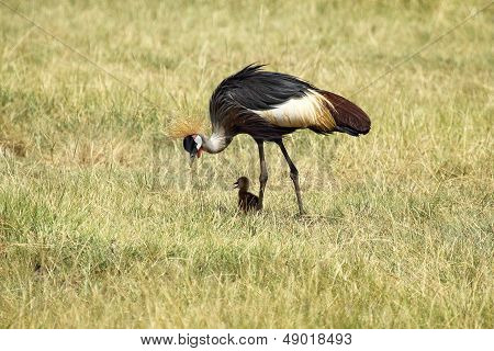 Grey Crowned Crane With Chick