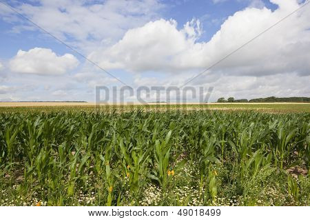 Maize Landscape