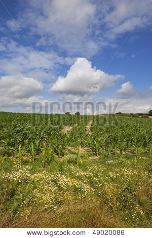 Summer Maize Field