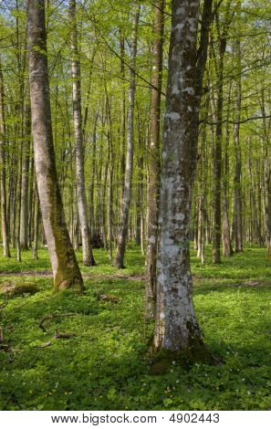 ยืนผลัดใบของภูมิทัศน์ Bialowieza วนอุทยาน Sunnny Springtime วัน