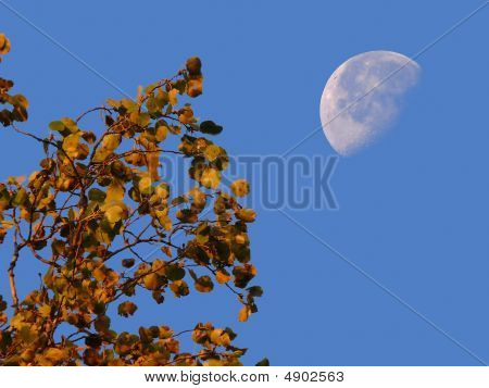The Morning Moon.