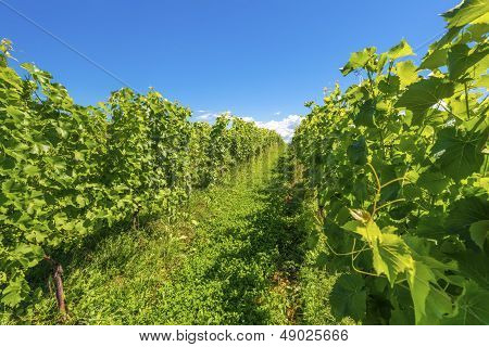 Beautiful Rows Of Grapes