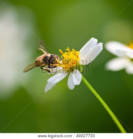 Abeja