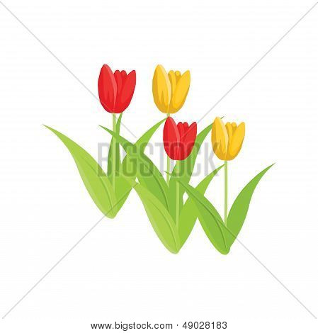 Tulips
