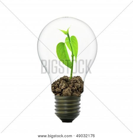 Small Plant In Light Bulb