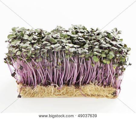 Growth Purple Garden Cress Isolated On A White Background