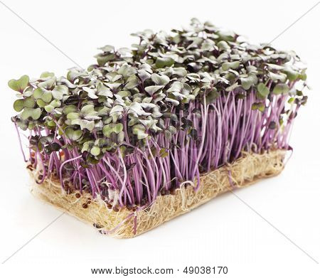 Growth Purple Garden Cress Isolated On A White Background