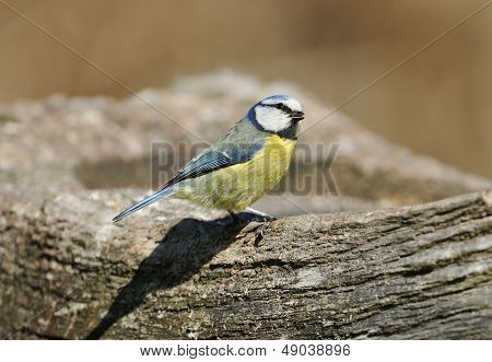 Blue Tit bird