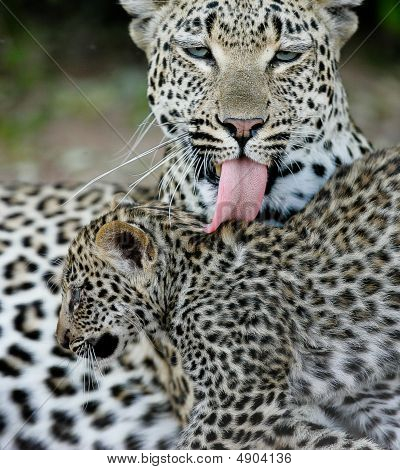 Leopard Mutterliebe