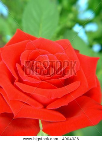 Fundo vermelho vívido da rosa