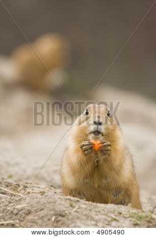 Kadın kır köpek Eating havuç