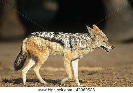 Sort-backed sjakal (Canis Mesomelas) på savannen