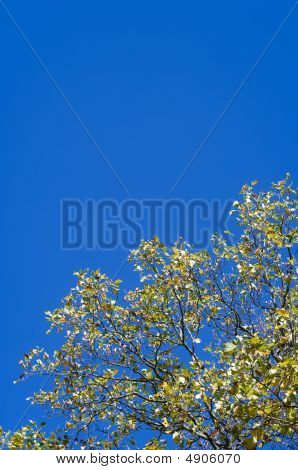 Albero