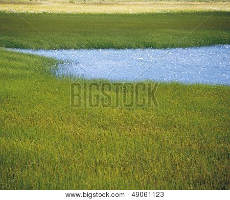 Marsh græs og vand