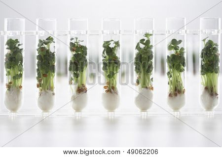 Karse planter vokser i reagensglas