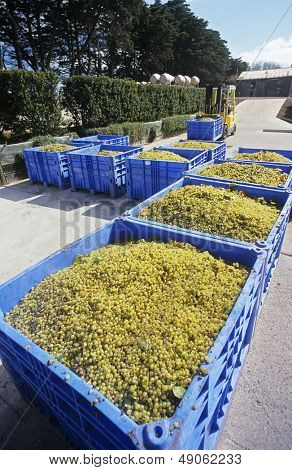 Winogron kruszenia w winnicy