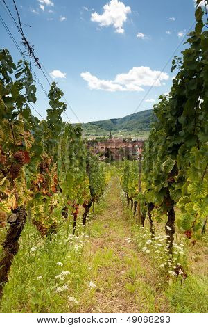 Durch die Weinberge entlang der berühmten Weinstraße im Elsass Rebe Zeilen anzeigen