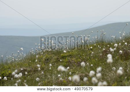 Berwyn Mountains Nr Pistyll Rhaeadr
