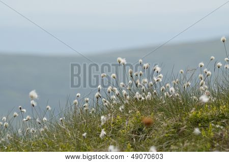 Berwyn Mountains Nr Pistyll Rhaeadr