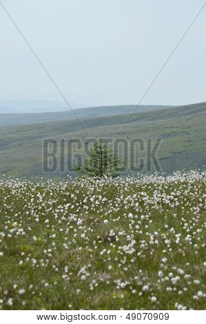 Berwyn Mountains Nr Pistyll Rhaeadr