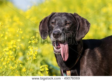 Cane di fattoria in un campo di colza