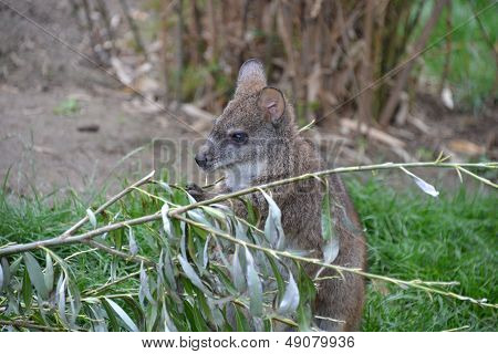 Skippy