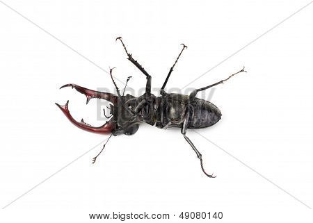 Dead Brown Stag Beetle Lucanus Cervus, The Largest European Beetle Isolated On White