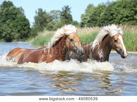 Два Haflingers, движущихся в воде