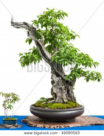 Bonsai 나무의 아시아 예술으로 코르 넬 체리 (cornus 마스)
