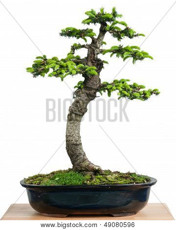 Ladin (picea Orientalis) olarak Bonsai ağacı içinde A Pot