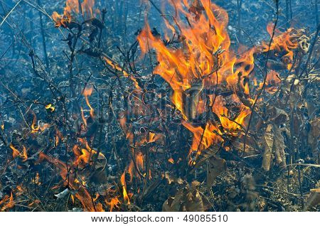 Plamen Brushfire