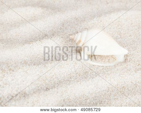 Elegantní mušle na Sandy Beach