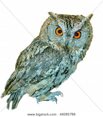 Owl (otus Bakkamoena)