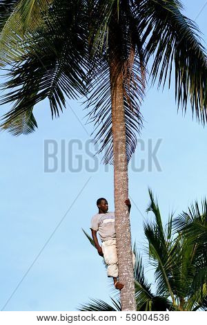 One Young African Man Is On Top Of Coconut Tree.