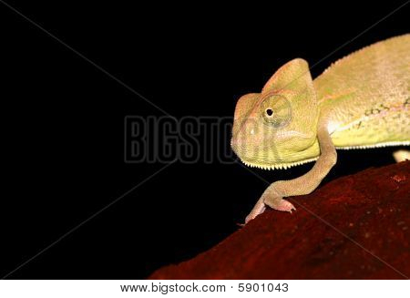Chameleon portrét