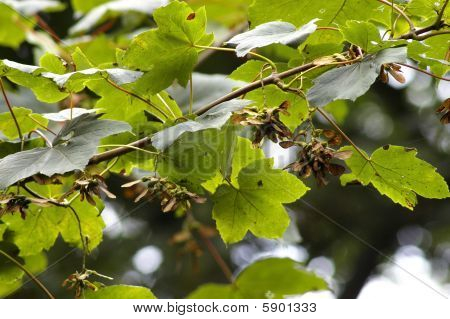 Graines de sycomore