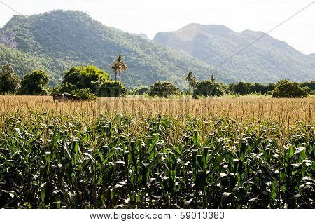 Cornfield
