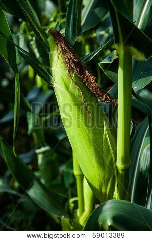 Cornfield