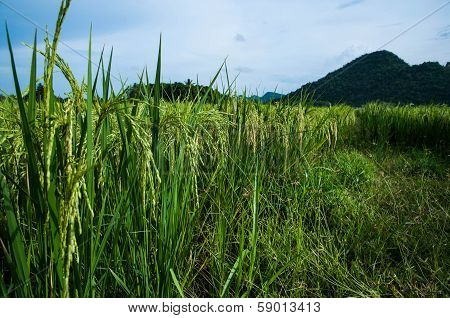 Ricefield