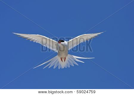 Arctic tern, Sterna Paradisaea.