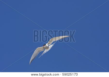 Arctic tern, Sterna Paradisaea.
